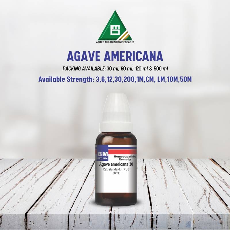 AGAVE AMERICANA
