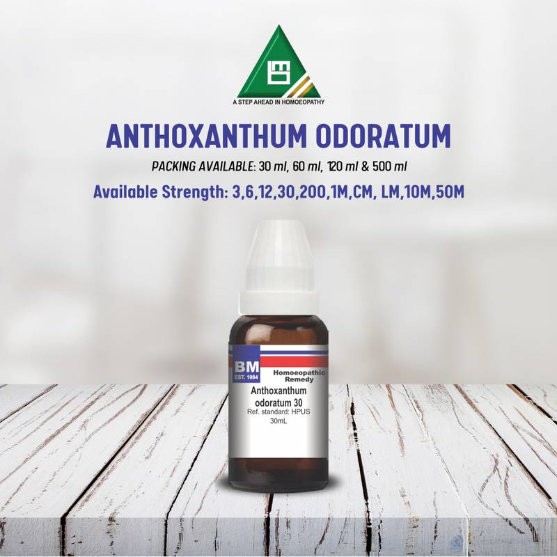 ANTHOXANTHUM ODORATUM - Image 3